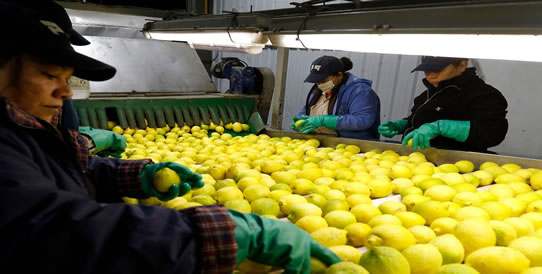 Limones: prevén una caída de 400.000 toneladas en la producción